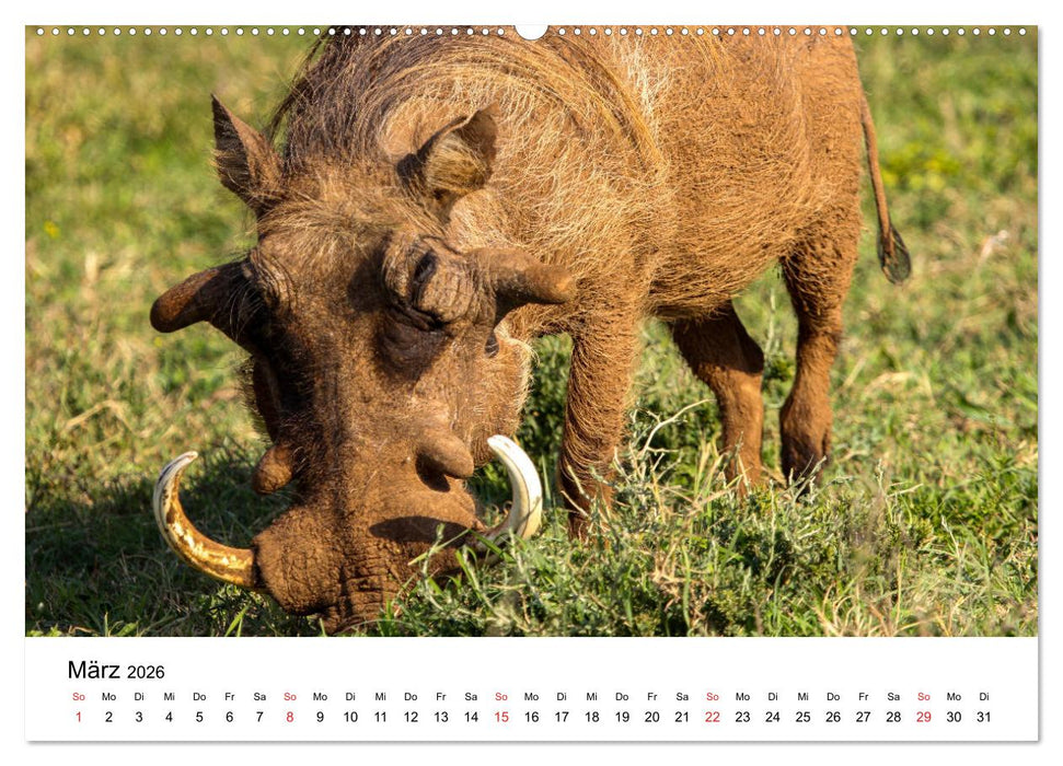 Südafrika - Eine beeindruckende Tierwelt (CALVENDO Wandkalender 2026)
