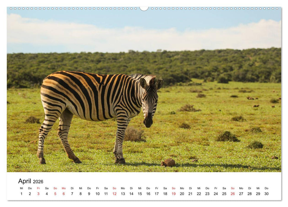 Südafrika - Eine beeindruckende Tierwelt (CALVENDO Wandkalender 2026)