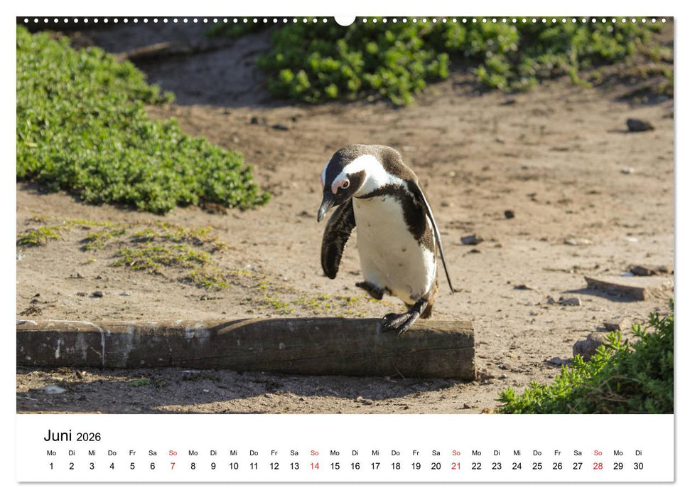 Südafrika - Eine beeindruckende Tierwelt (CALVENDO Wandkalender 2026)