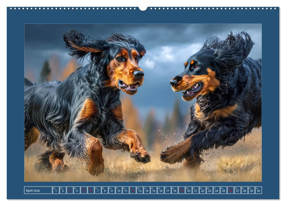 Gordon Setter. Edle Seelen in der Natur (CALVENDO Premium Wandkalender 2026)