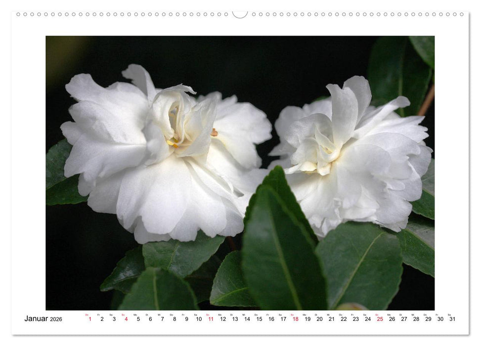Geheimnisvolle Kamelien (CALVENDO Wandkalender 2026)