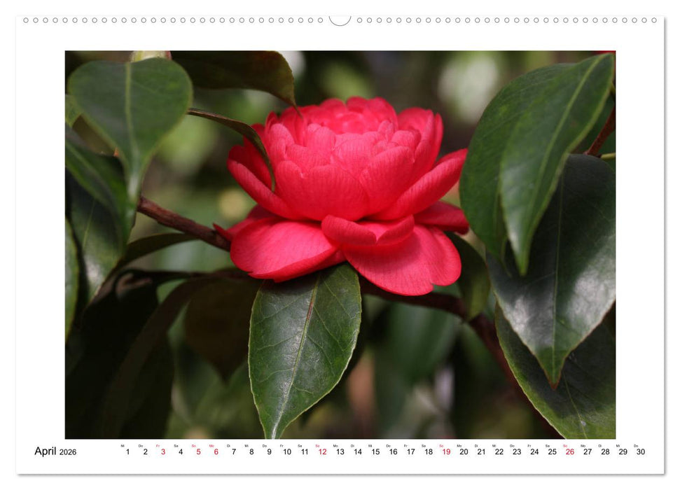 Geheimnisvolle Kamelien (CALVENDO Wandkalender 2026)
