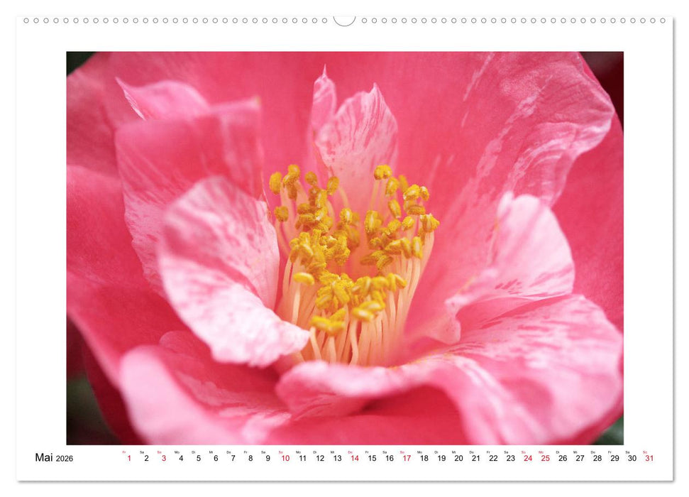 Geheimnisvolle Kamelien (CALVENDO Wandkalender 2026)