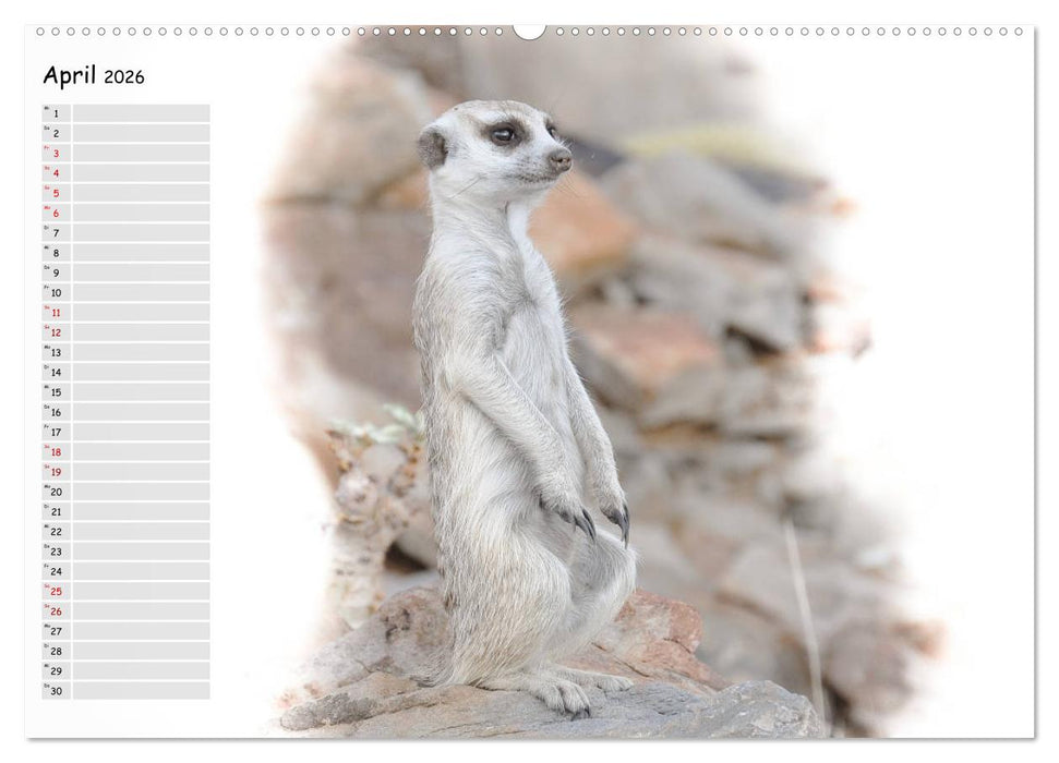 Tierisches Yoga (CALVENDO Premium Wandkalender 2026)