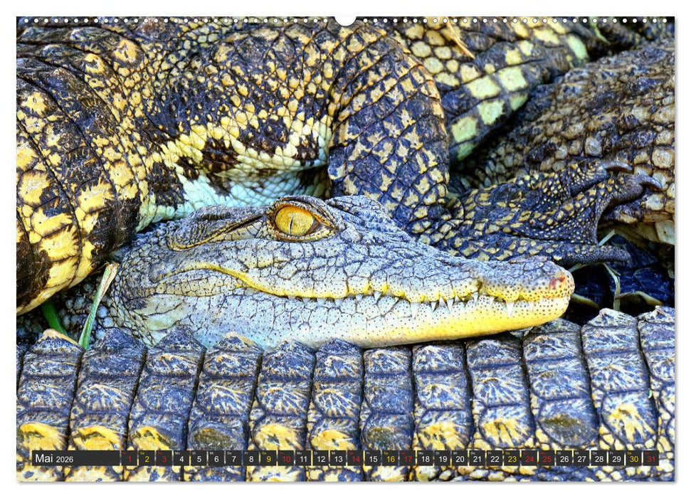 Krokodile in der Wildnis (CALVENDO Wandkalender 2026)