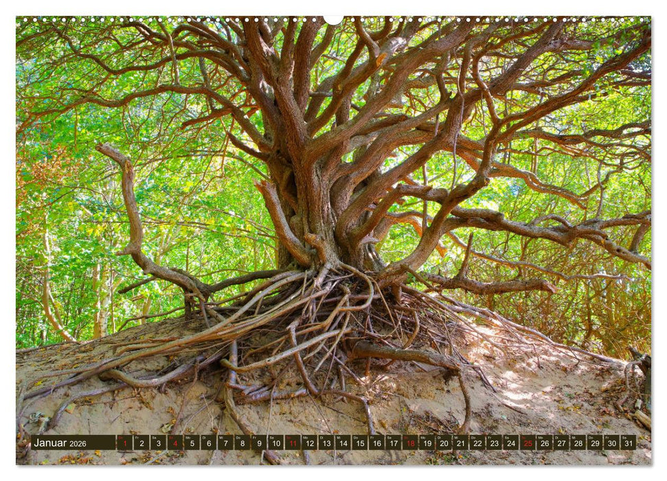 Insel Hiddensee - Dat söte Länneken (CALVENDO Wandkalender 2026)