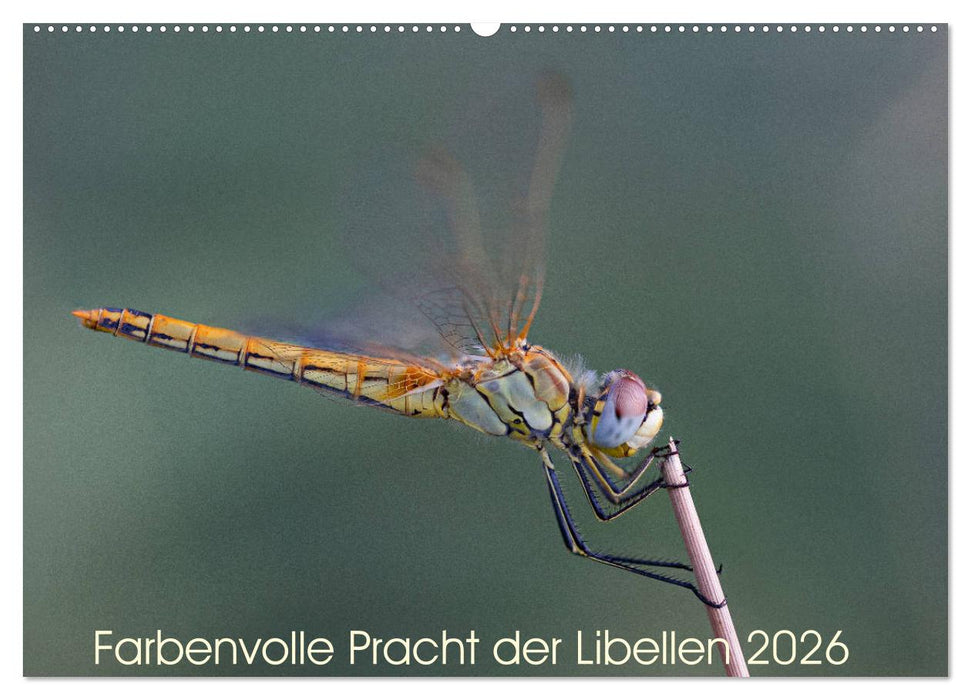 Farbenvolle Pracht der Libellen (CALVENDO Wandkalender 2026)