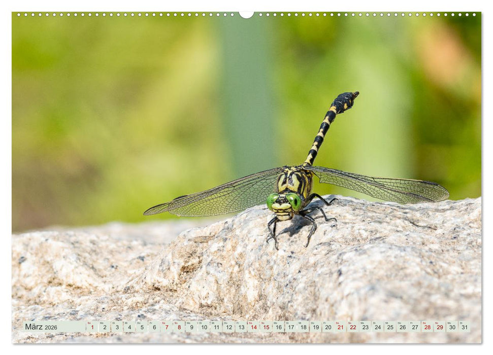 Farbenvolle Pracht der Libellen (CALVENDO Wandkalender 2026)