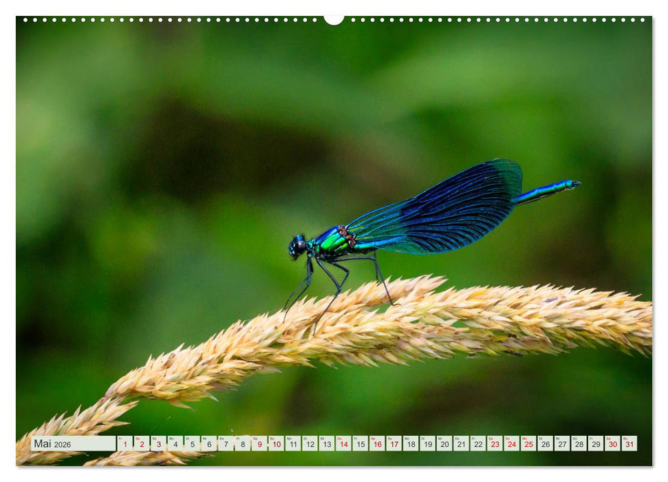 Farbenvolle Pracht der Libellen (CALVENDO Wandkalender 2026)