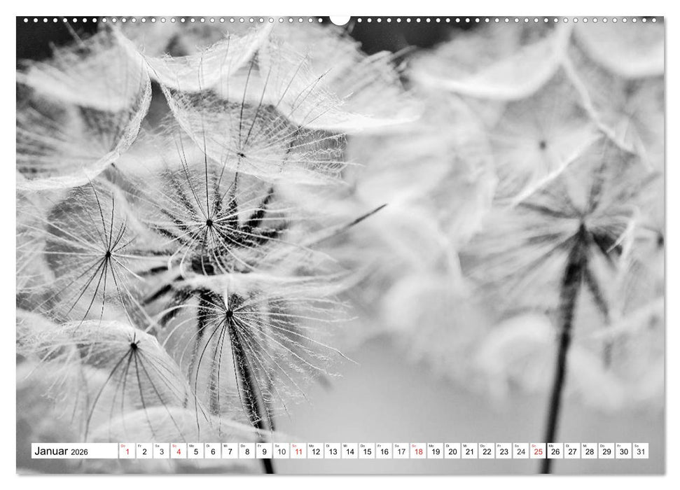 Pusteblumenzauber in schwarzweiß (CALVENDO Wandkalender 2026)