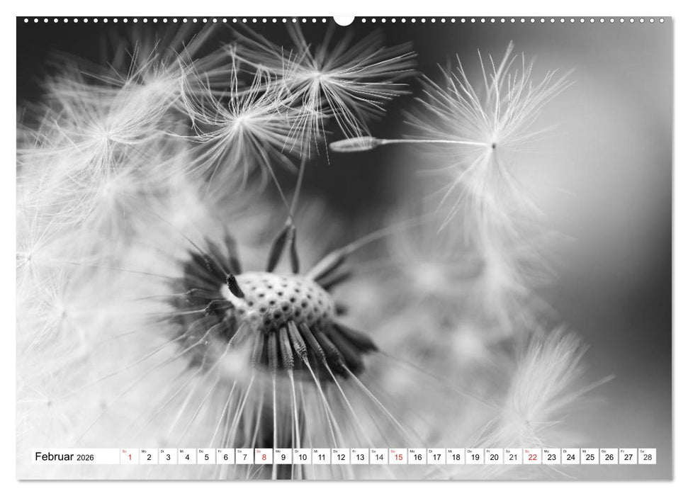 Pusteblumenzauber in schwarzweiß (CALVENDO Wandkalender 2026)
