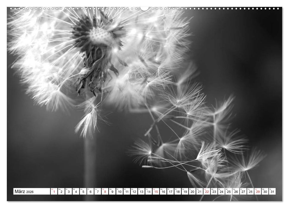 Pusteblumenzauber in schwarzweiß (CALVENDO Wandkalender 2026)