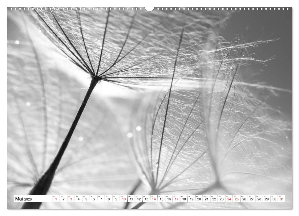 Pusteblumenzauber in schwarzweiß (CALVENDO Wandkalender 2026)