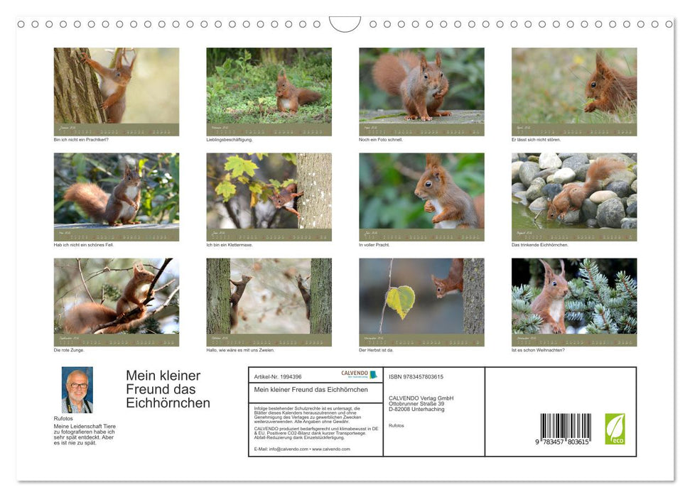 Mein kleiner Freund das Eichhörnchen (CALVENDO Wandkalender 2026)