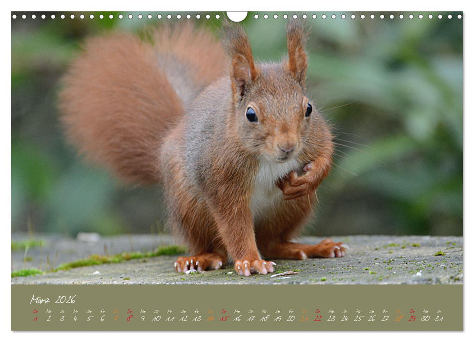 Mein kleiner Freund das Eichhörnchen (CALVENDO Wandkalender 2026)