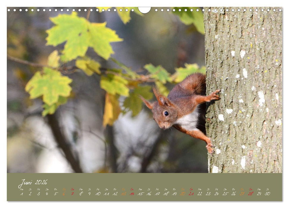 Mein kleiner Freund das Eichhörnchen (CALVENDO Wandkalender 2026)