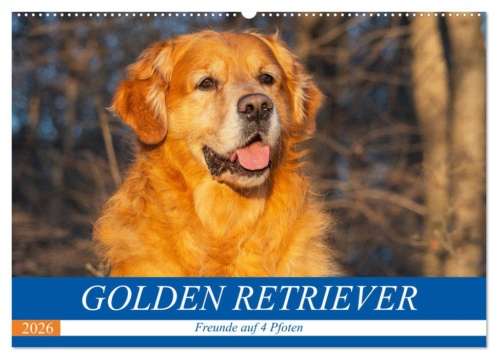 Golden Retriever - Freunde auf 4 Pfoten (CALVENDO Wandkalender 2026)