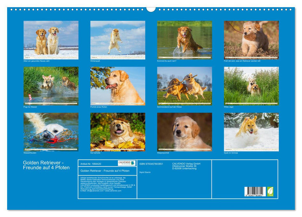 Golden Retriever - Freunde auf 4 Pfoten (CALVENDO Wandkalender 2026)