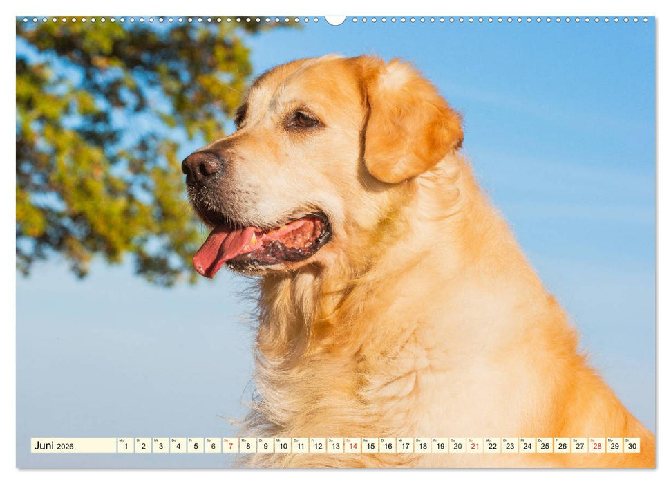Golden Retriever - Freunde auf 4 Pfoten (CALVENDO Wandkalender 2026)