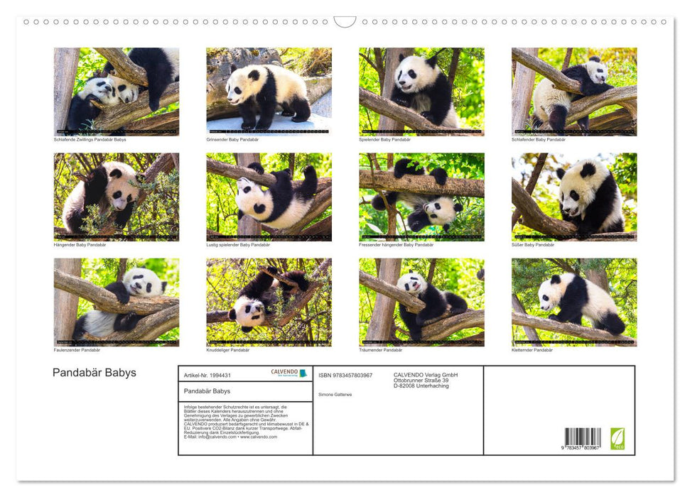Pandabär Babys (CALVENDO Wandkalender 2026)