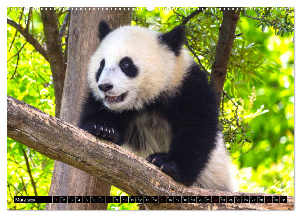 Pandabär Babys (CALVENDO Wandkalender 2026)