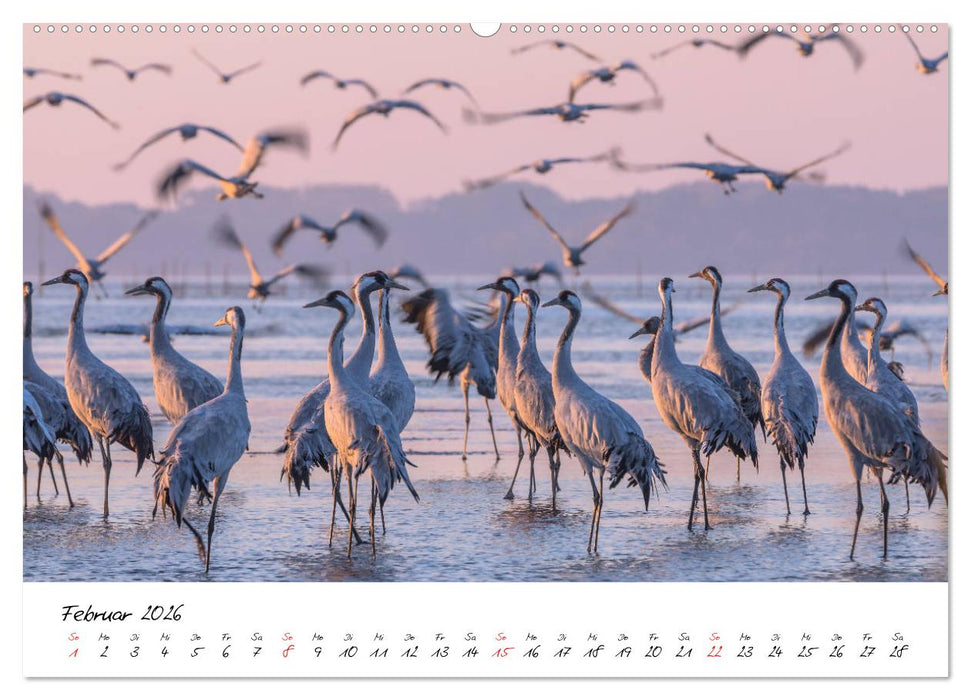 Kraniche am Schlafplatz - im Naturparadies der Mecklenburgischen Seenplatte (CALVENDO Wandkalender 2026)
