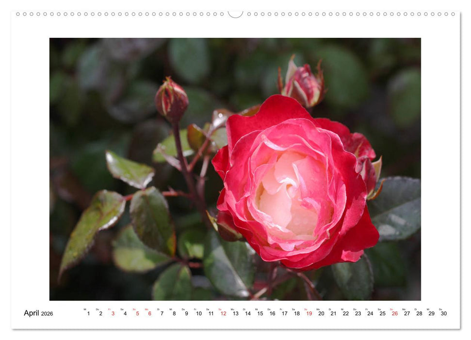 Rosenglück (CALVENDO Wandkalender 2026)