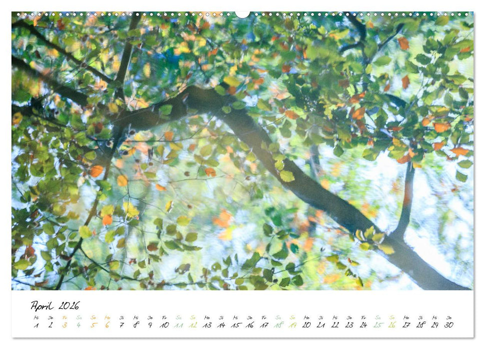 In der Welt der Bäume (CALVENDO Wandkalender 2026)