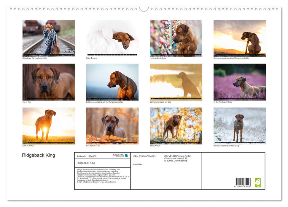 Ridgeback King (CALVENDO Wandkalender 2026)
