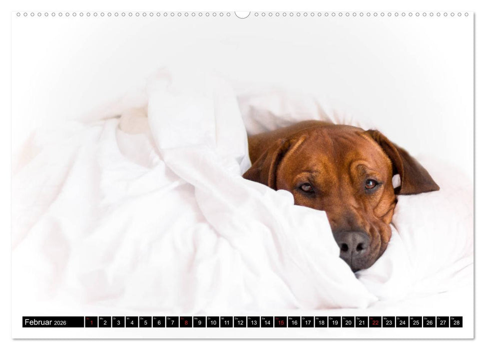 Ridgeback King (CALVENDO Wandkalender 2026)
