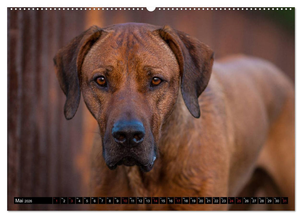 Ridgeback King (CALVENDO Wandkalender 2026)