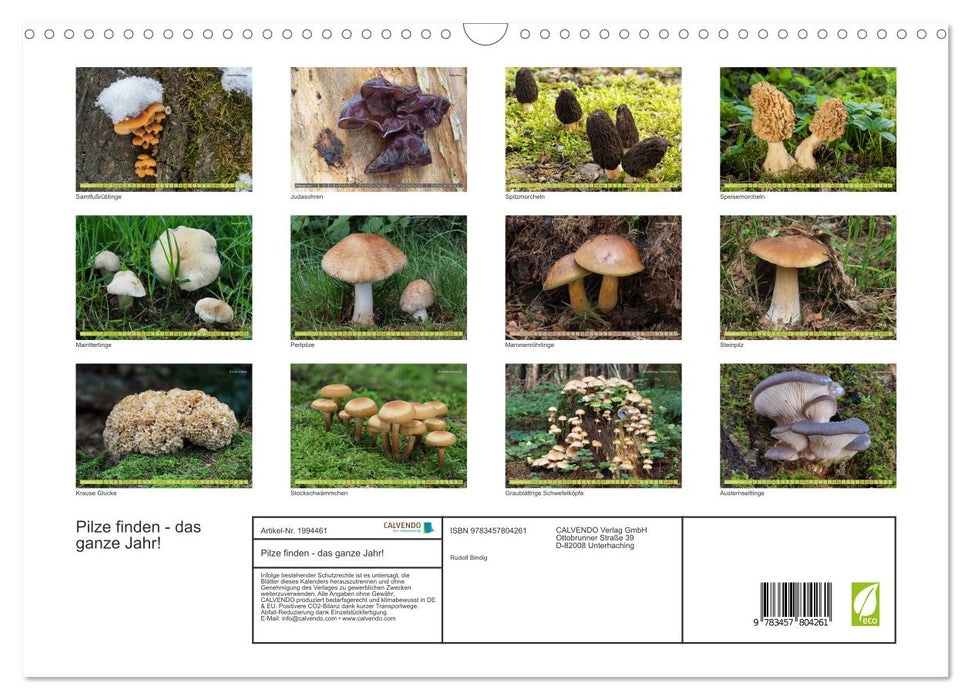 Pilze finden - das ganze Jahr! (CALVENDO Wandkalender 2026)