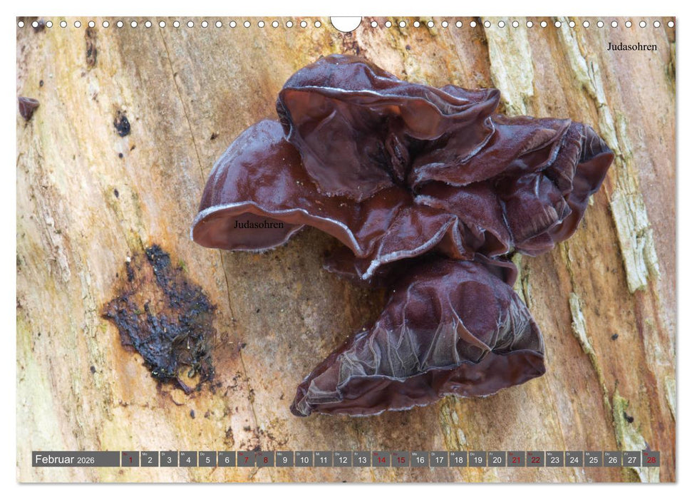 Pilze finden - das ganze Jahr! (CALVENDO Wandkalender 2026)