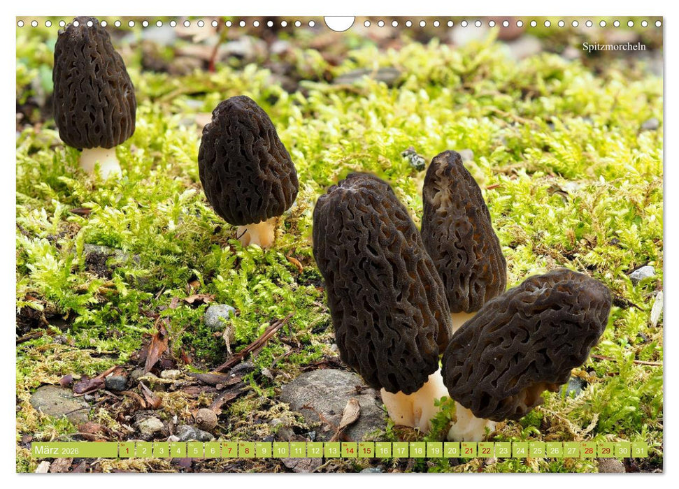 Pilze finden - das ganze Jahr! (CALVENDO Wandkalender 2026)