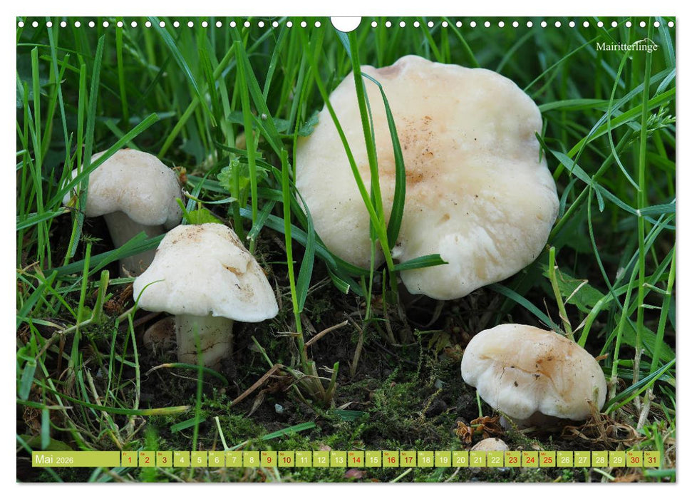 Pilze finden - das ganze Jahr! (CALVENDO Wandkalender 2026)