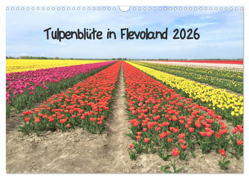 Tulpenblüte in Flevoland 2026 (CALVENDO Wandkalender 2026)