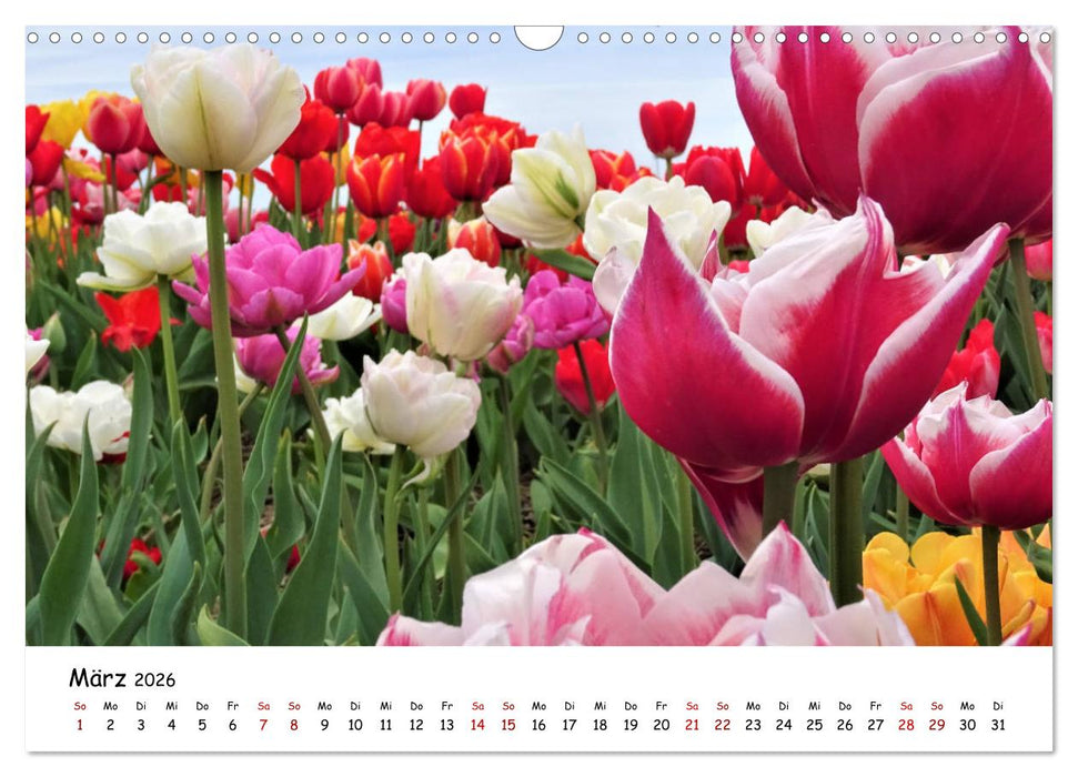 Tulpenblüte in Flevoland 2026 (CALVENDO Wandkalender 2026)