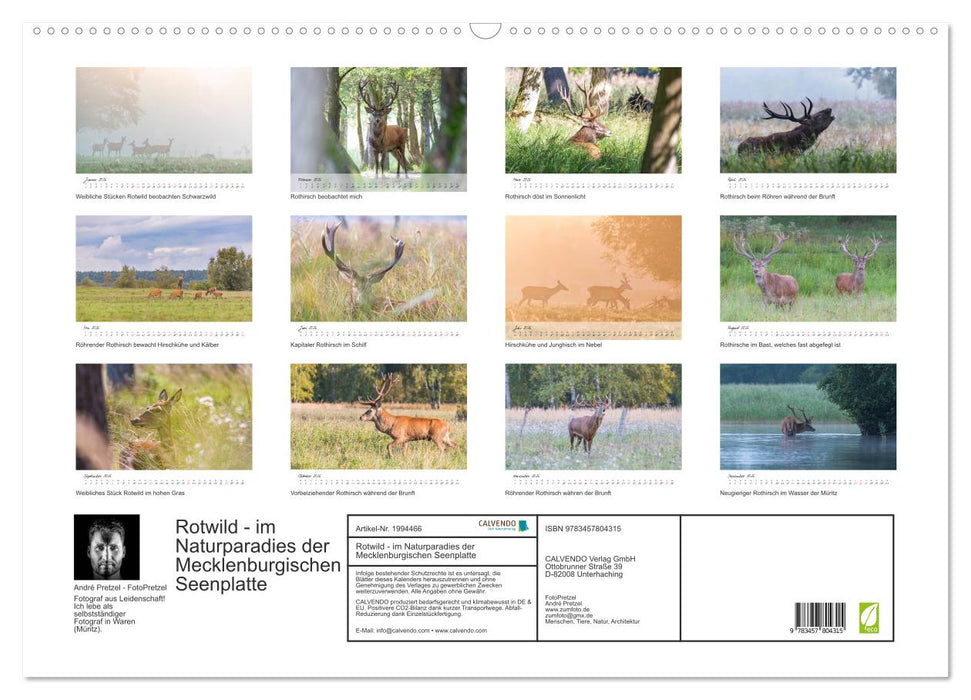 Rotwild - im Naturparadies der Mecklenburgischen Seenplatte (CALVENDO Wandkalender 2026)