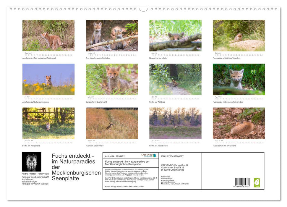Fuchs entdeckt - im Naturparadies der Mecklenburgischen Seenplatte (CALVENDO Wandkalender 2026)