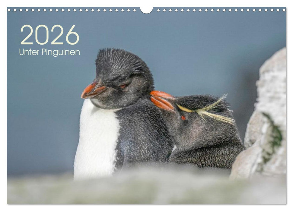 Unter Pinguinen (CALVENDO Wandkalender 2026)