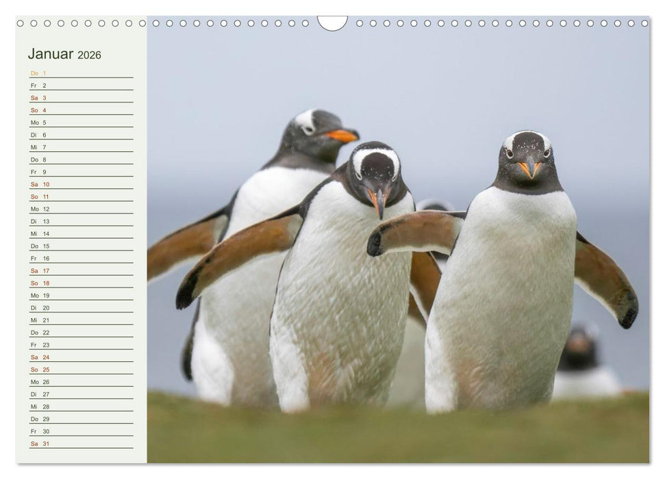 Unter Pinguinen (CALVENDO Wandkalender 2026)