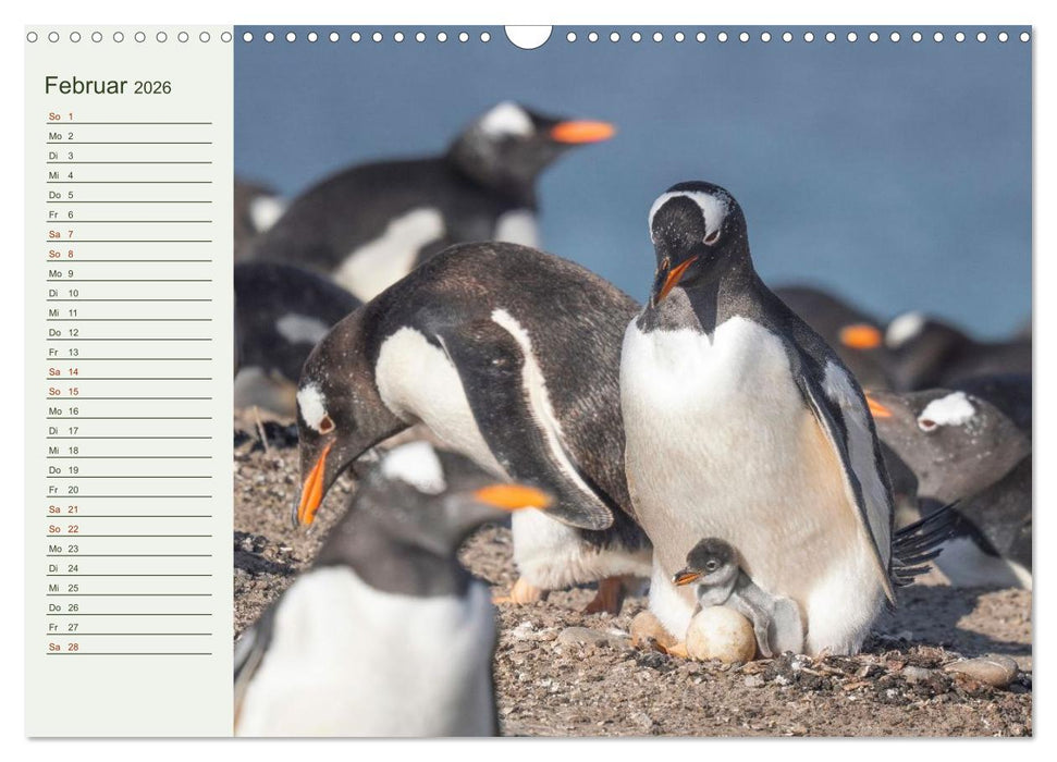 Unter Pinguinen (CALVENDO Wandkalender 2026)