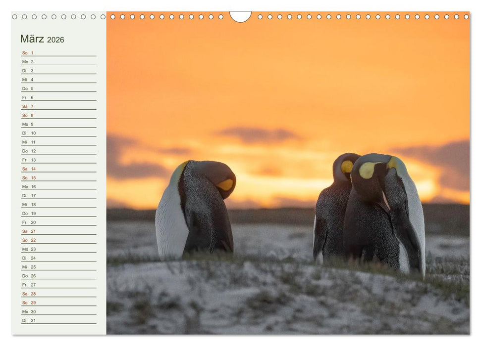 Unter Pinguinen (CALVENDO Wandkalender 2026)