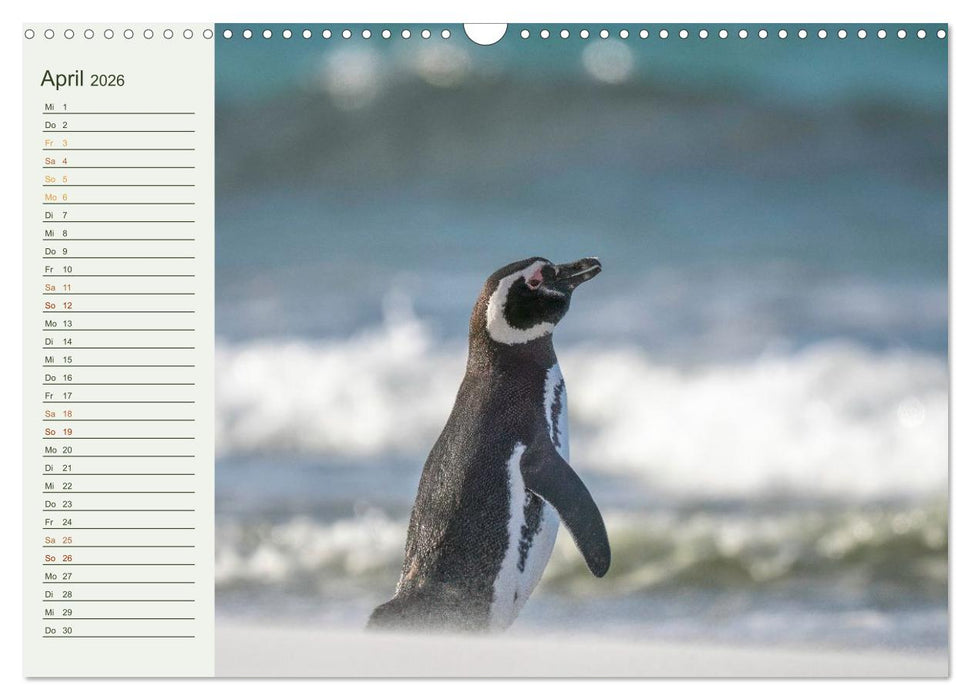 Unter Pinguinen (CALVENDO Wandkalender 2026)