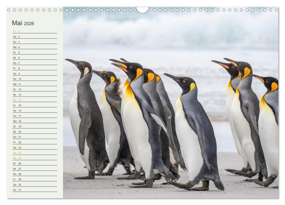 Unter Pinguinen (CALVENDO Wandkalender 2026)
