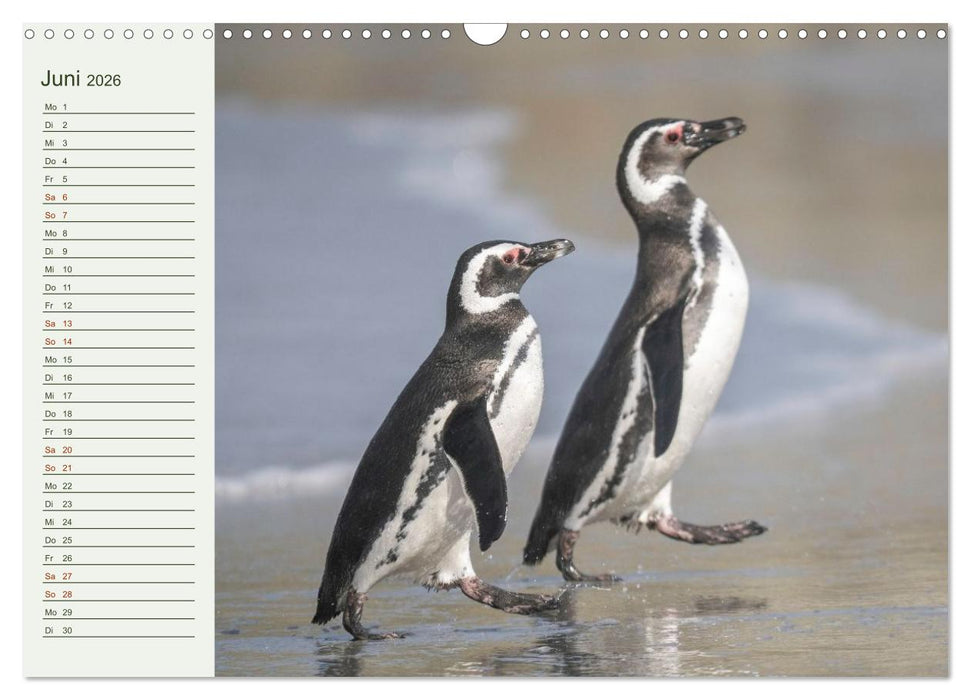 Unter Pinguinen (CALVENDO Wandkalender 2026)
