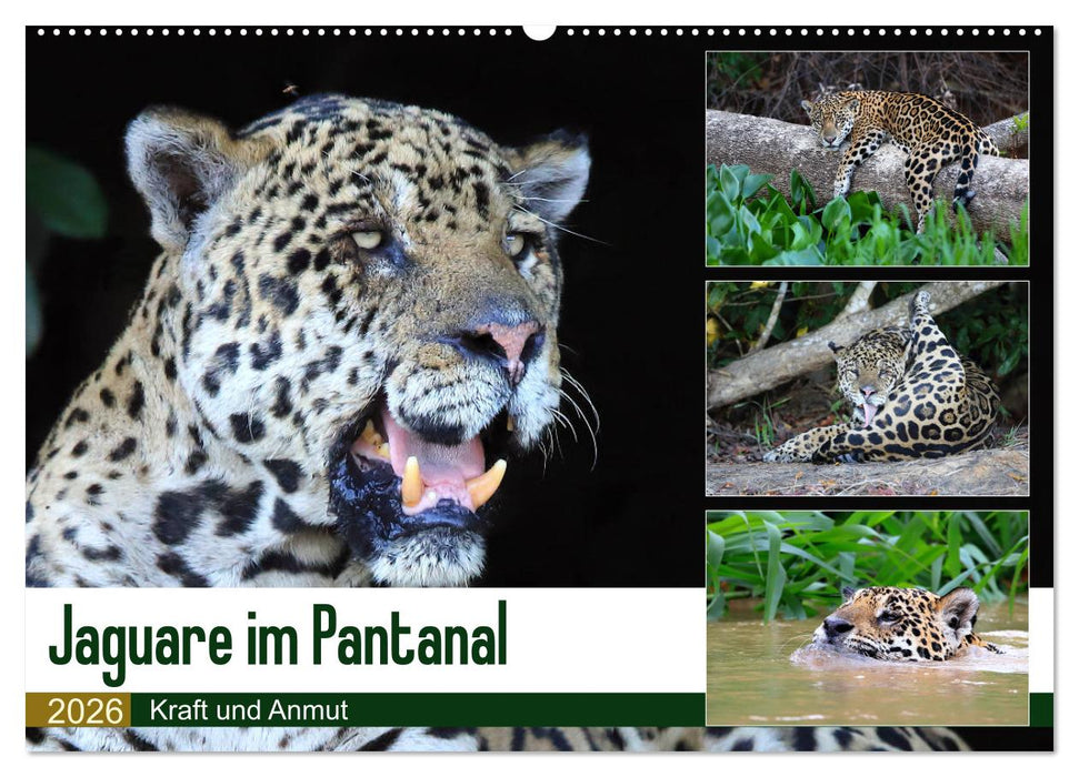Jaguare im Pantanal (CALVENDO Wandkalender 2026)