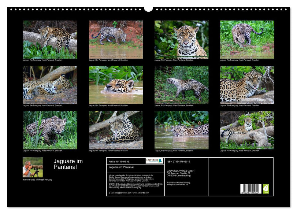 Jaguare im Pantanal (CALVENDO Wandkalender 2026)