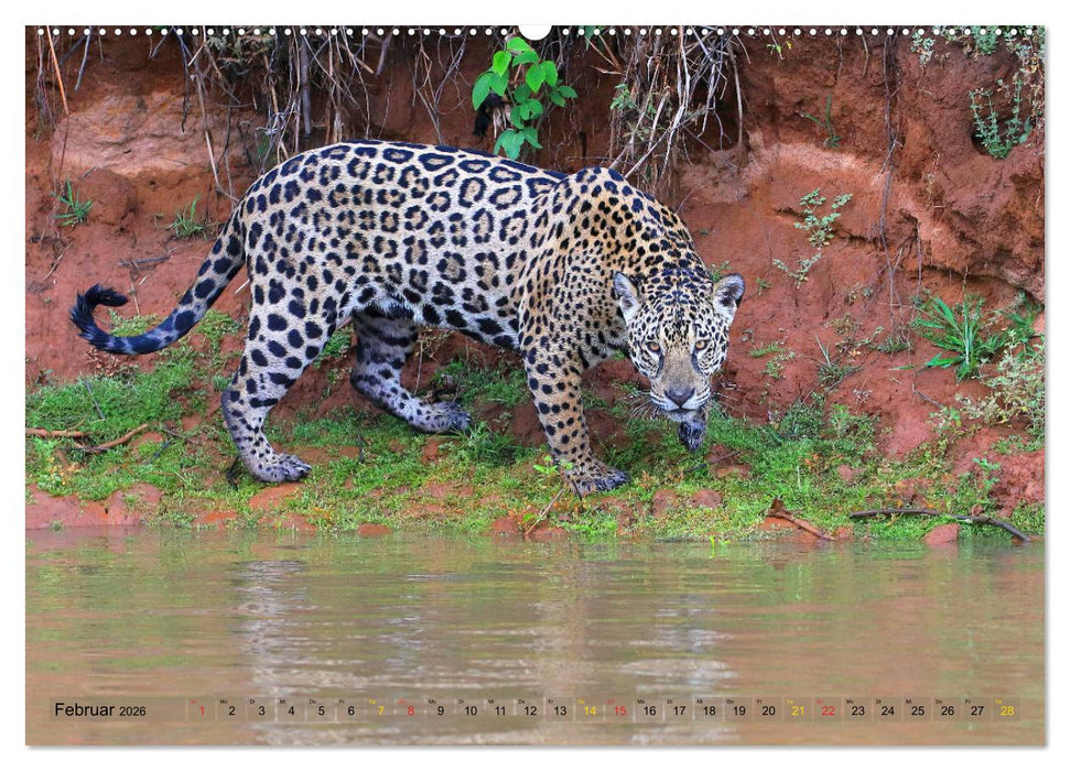 Jaguare im Pantanal (CALVENDO Wandkalender 2026)