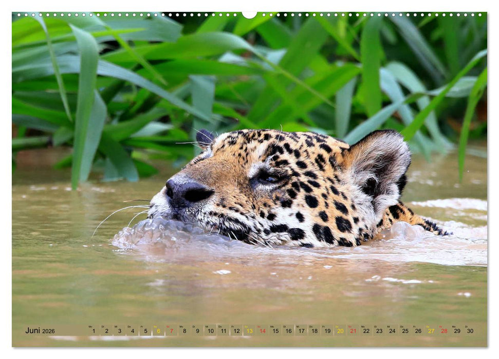 Jaguare im Pantanal (CALVENDO Wandkalender 2026)